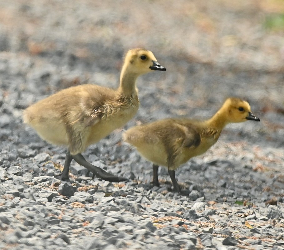 Canada Goose - ML620380144