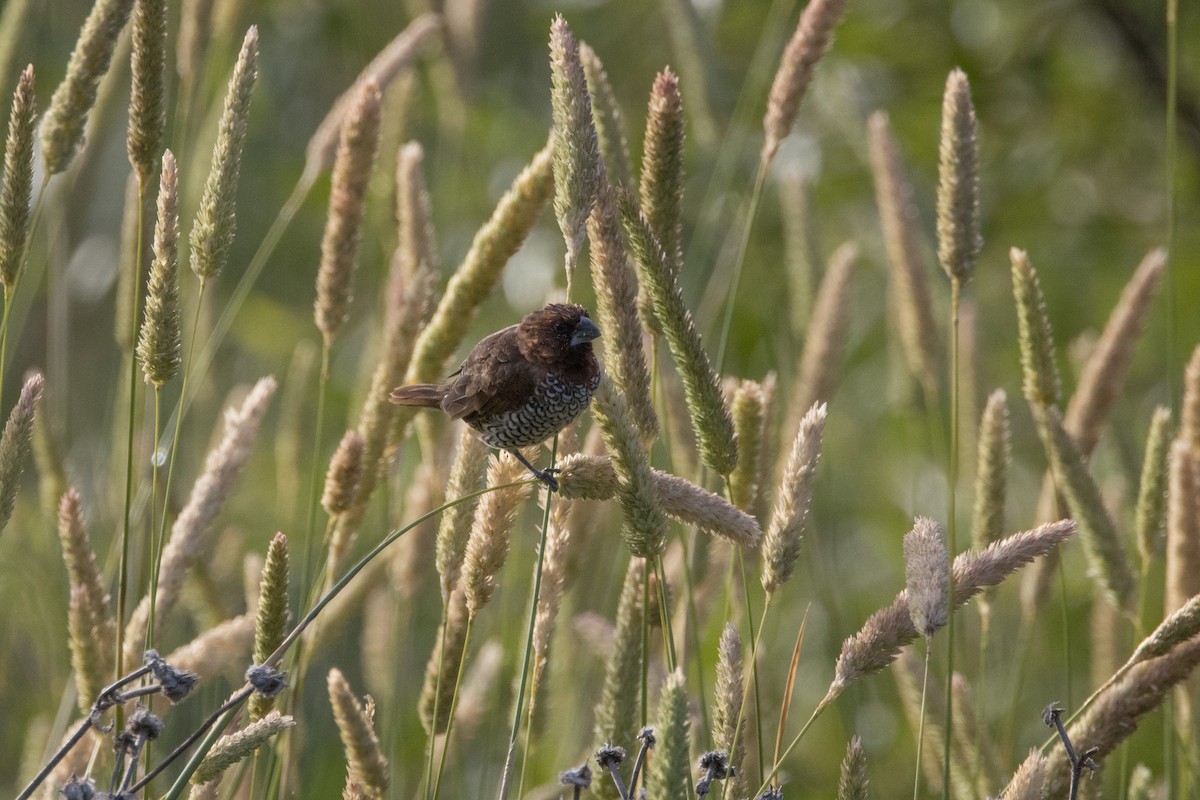 Scaly-breasted Munia - ML620380147