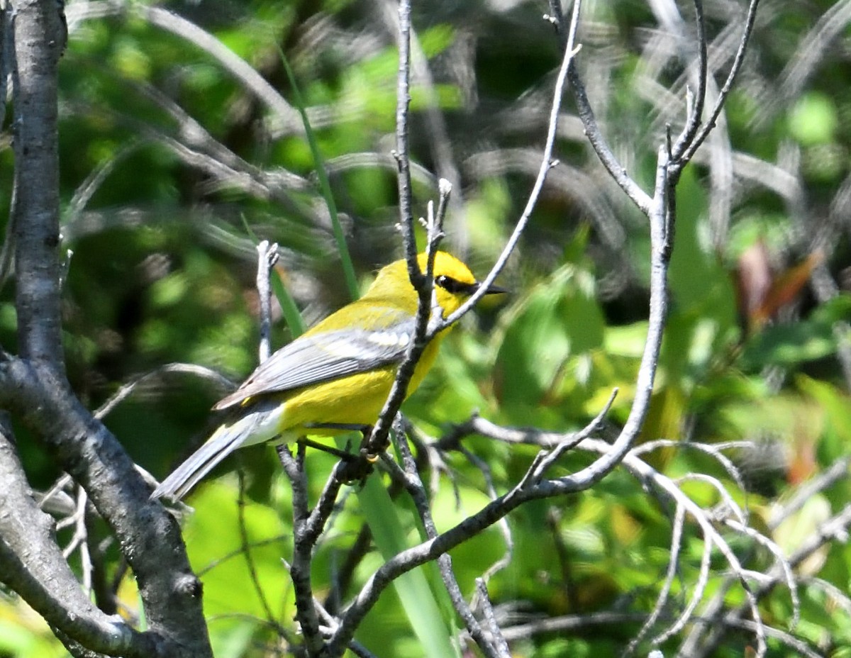 Blue-winged Warbler - ML620380151