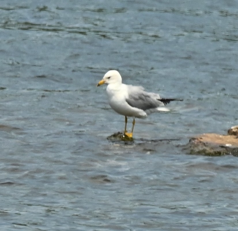 Ring-billed Gull - ML620380165