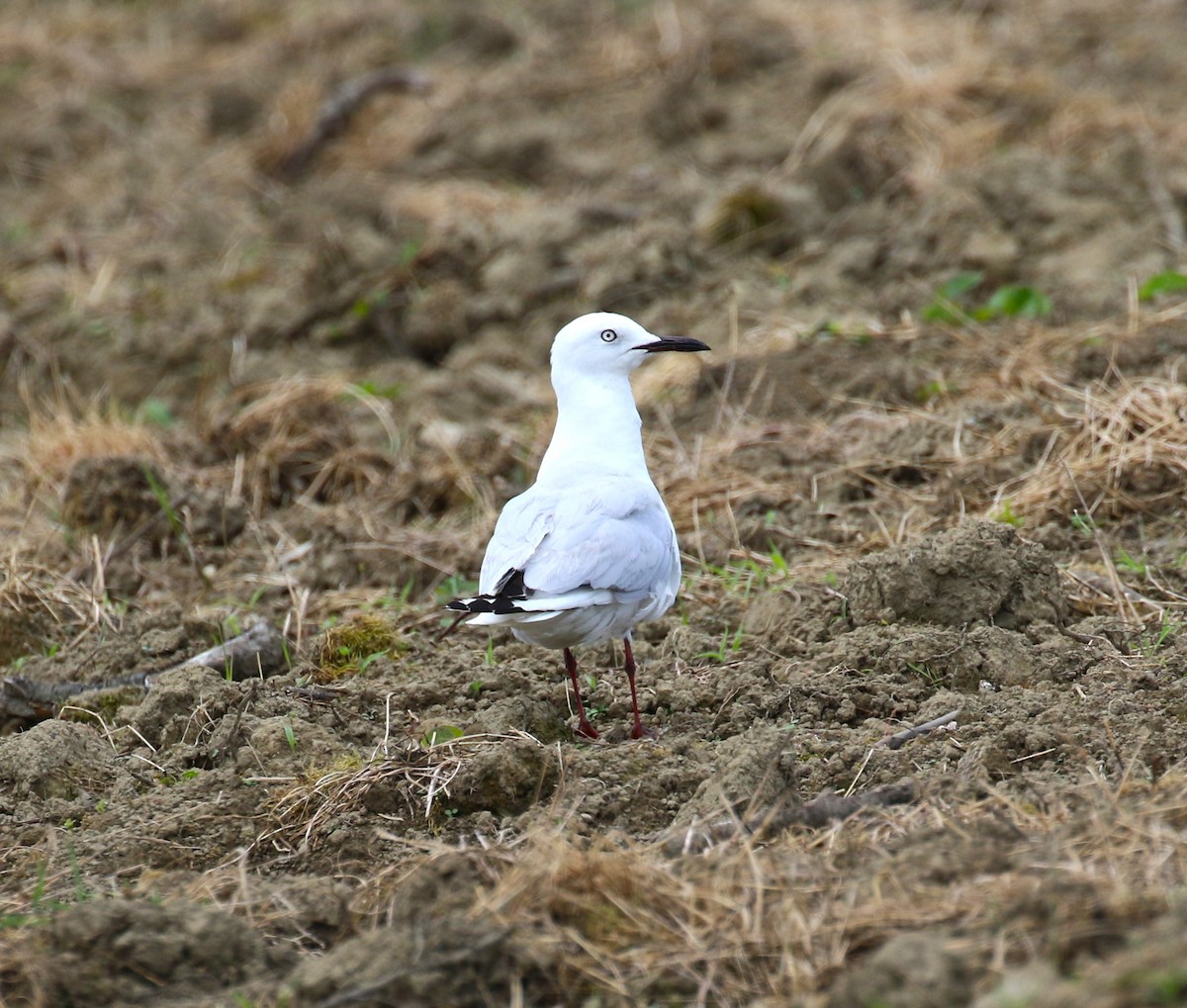 Black-billed Gull - ML620380175