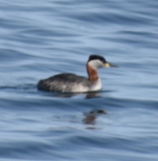 Red-necked Grebe - ML620380178