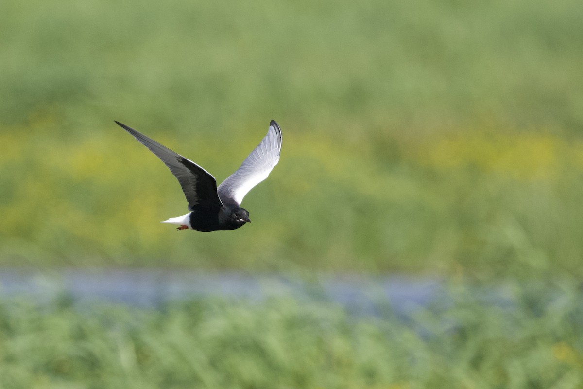 White-winged Tern - ML620380180
