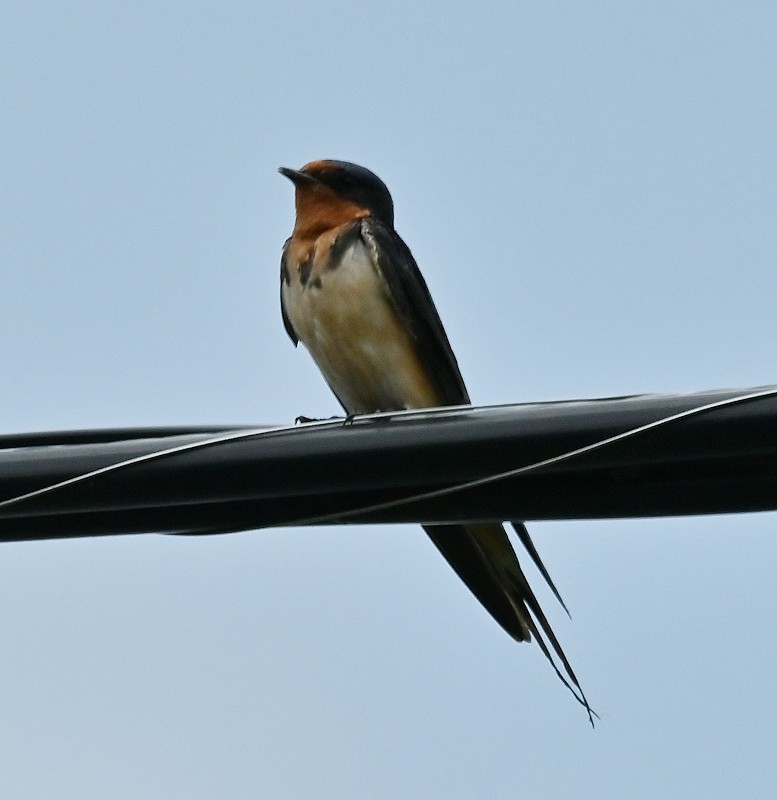Barn Swallow - ML620380184