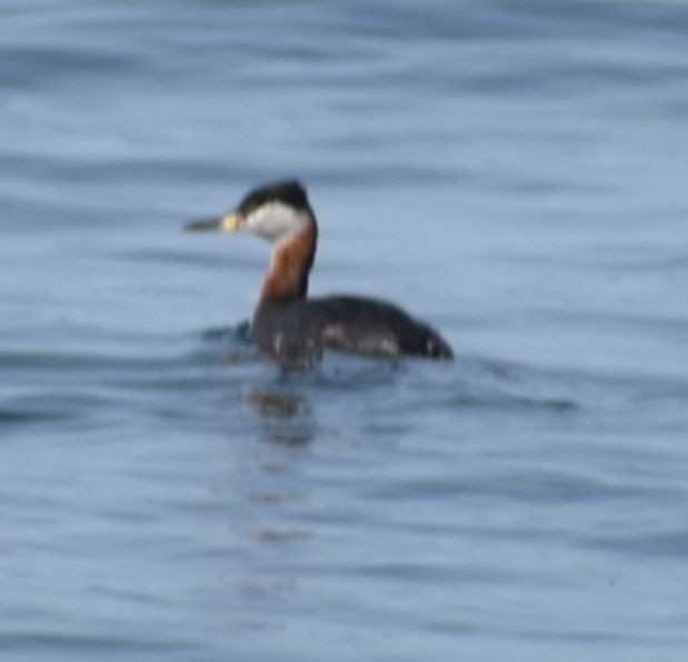 Red-necked Grebe - ML620380185