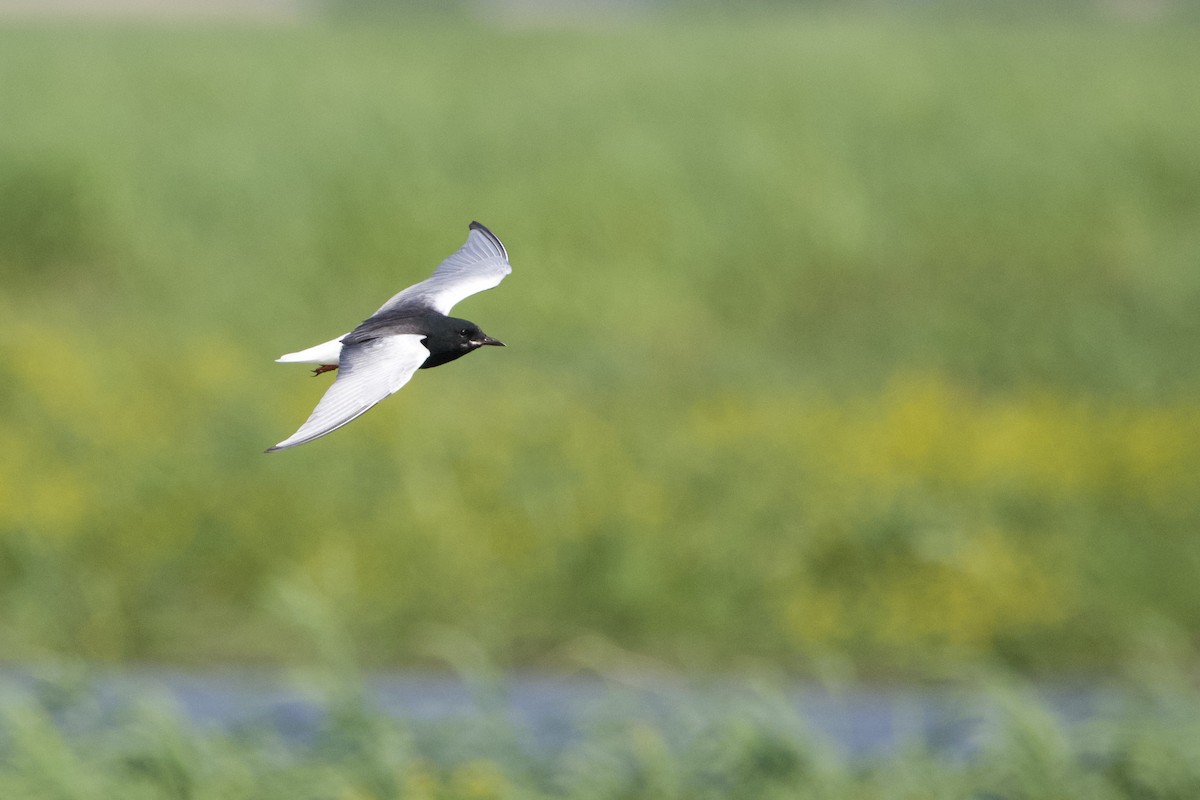 White-winged Tern - ML620380187