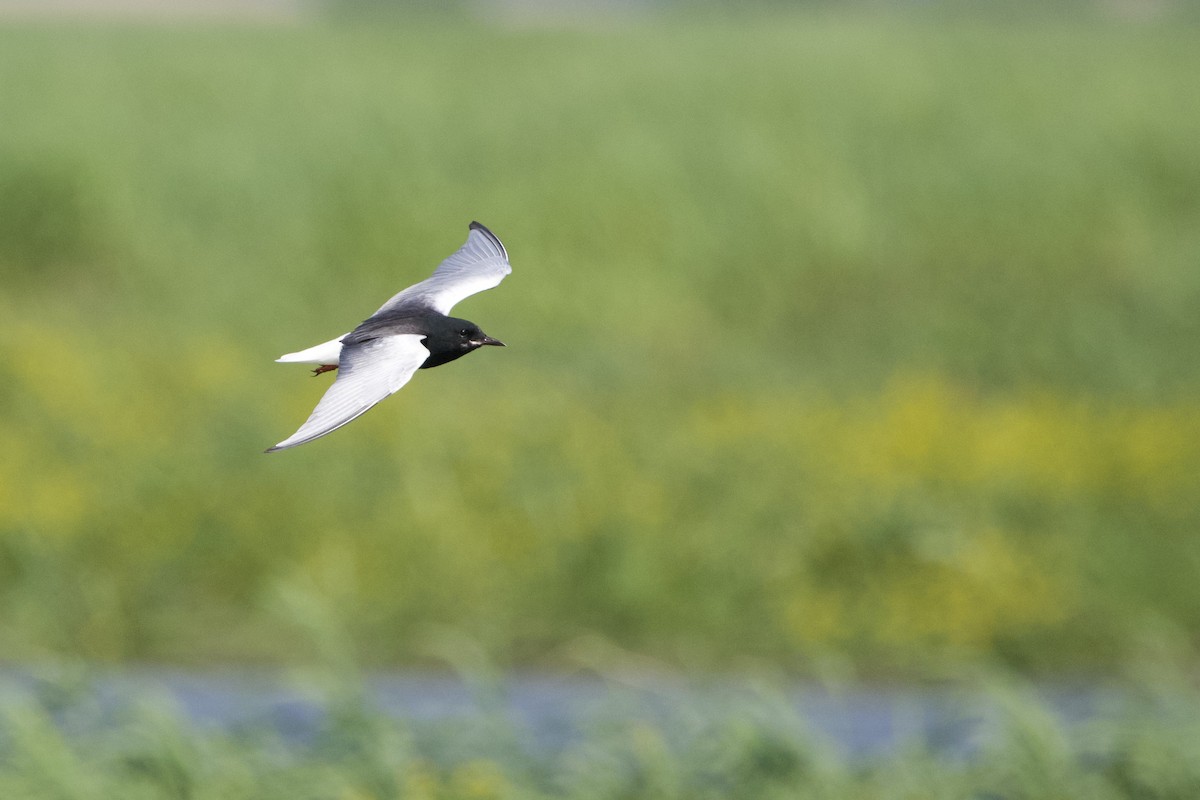 Guifette leucoptère - ML620380187