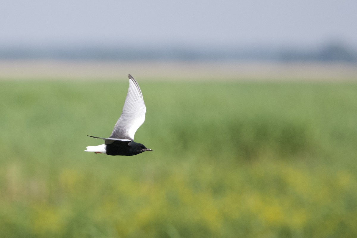 White-winged Tern - ML620380189