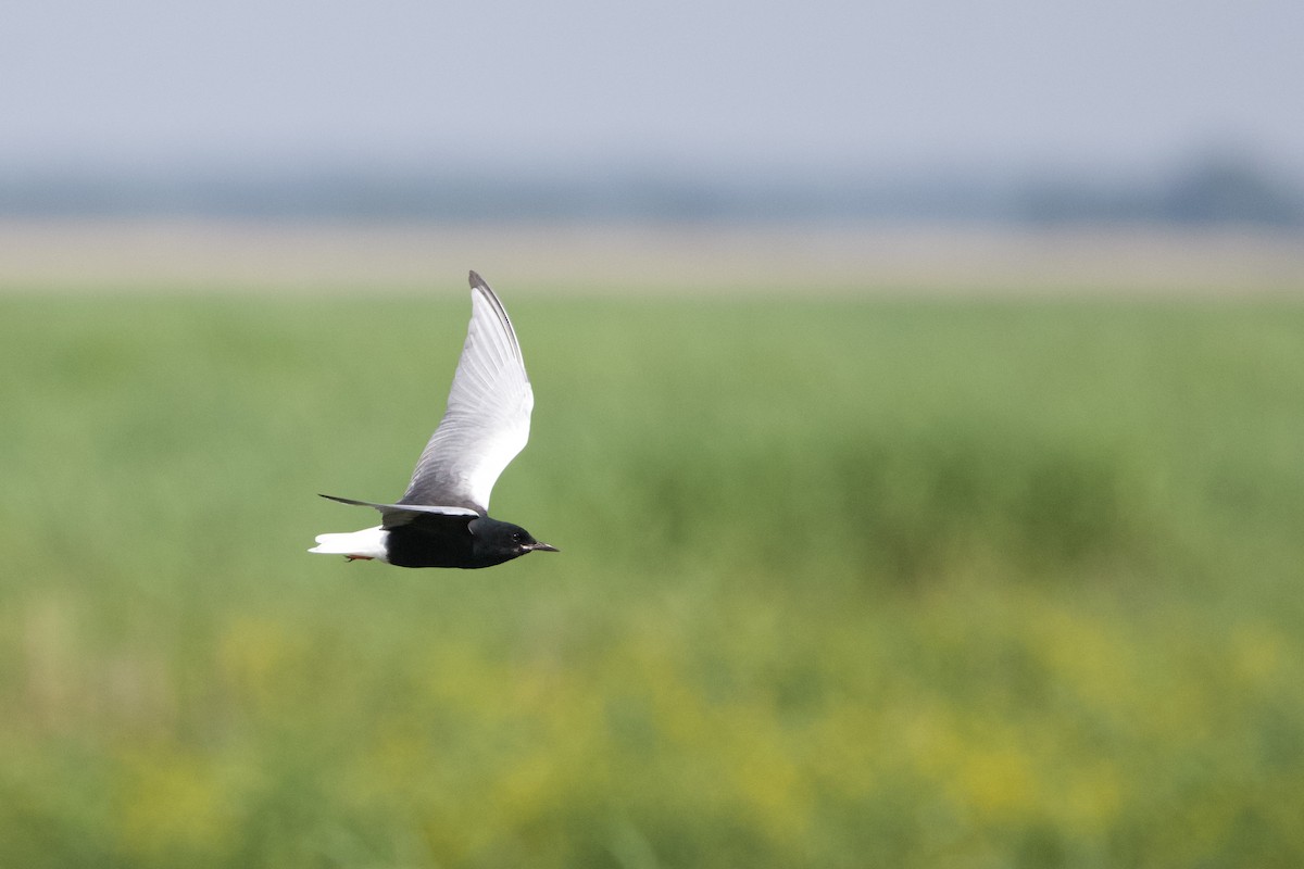 Guifette leucoptère - ML620380189