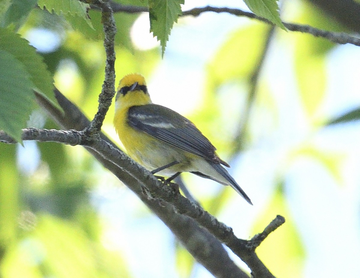 Golden-winged x Blue-winged Warbler (hybrid) - ML620380192