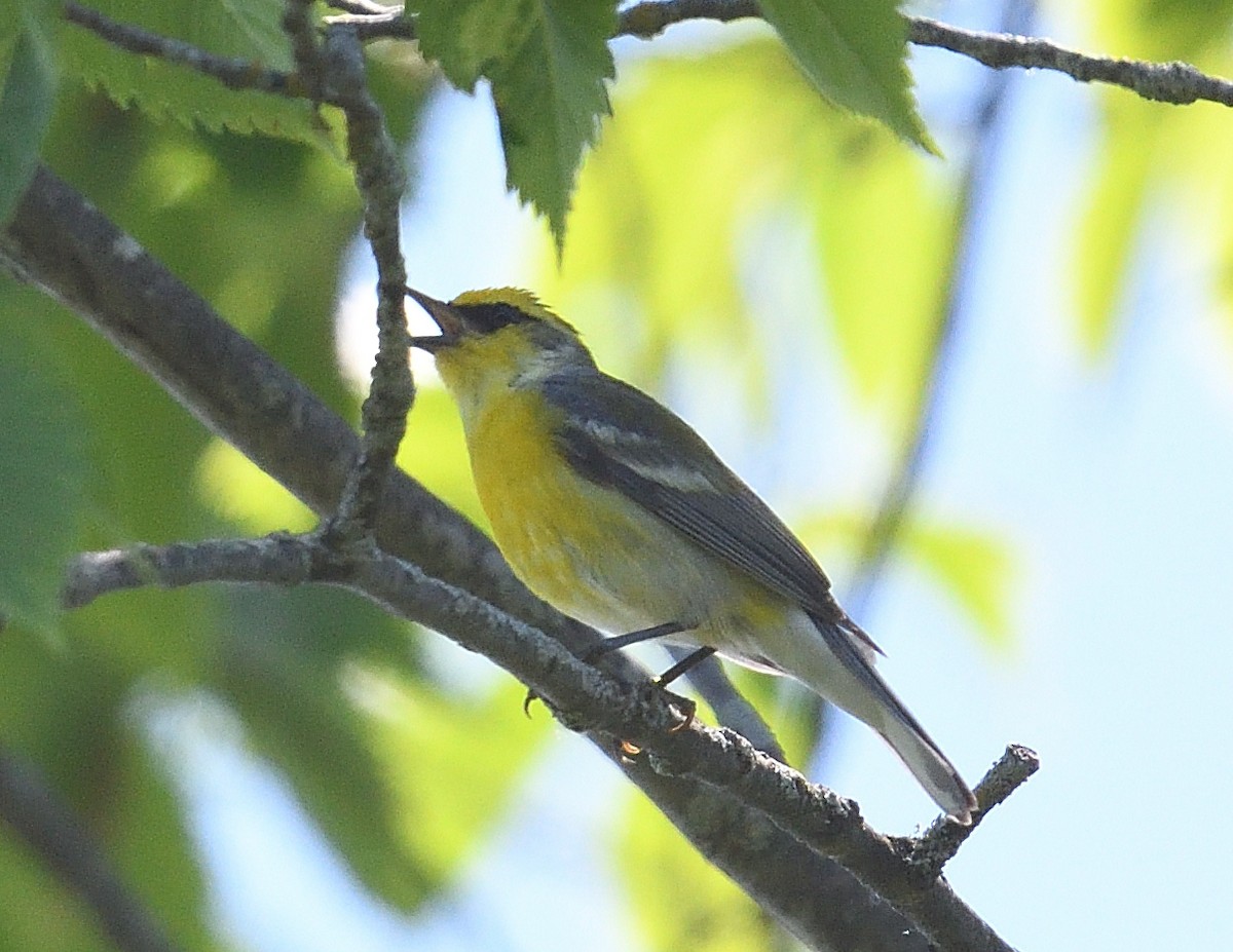 Golden-winged x Blue-winged Warbler (hybrid) - ML620380193