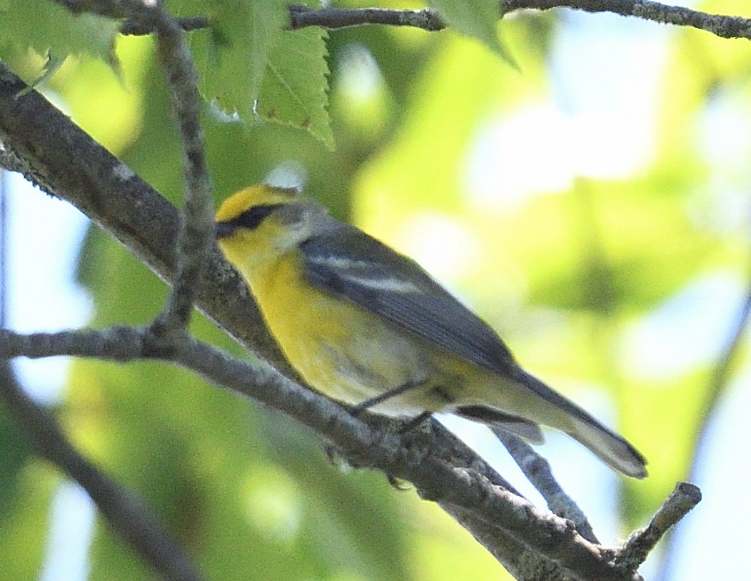 Golden-winged x Blue-winged Warbler (hybrid) - ML620380194