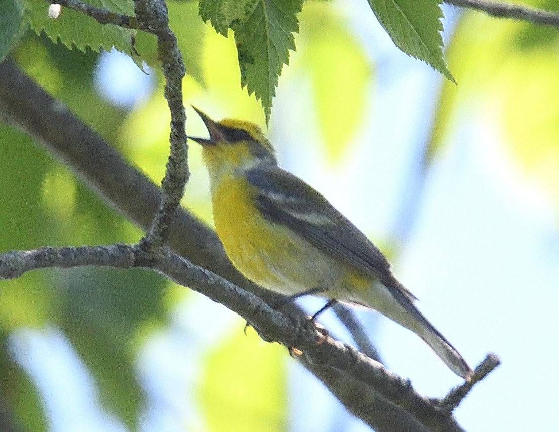 Golden-winged x Blue-winged Warbler (hybrid) - ML620380195