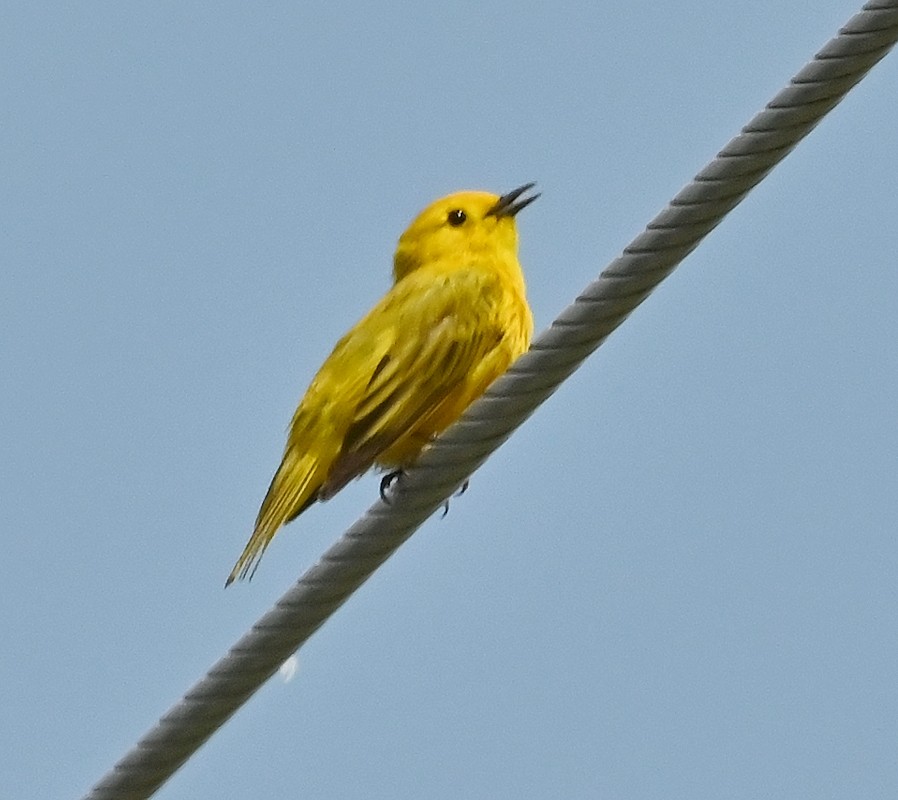 Yellow Warbler - ML620380202