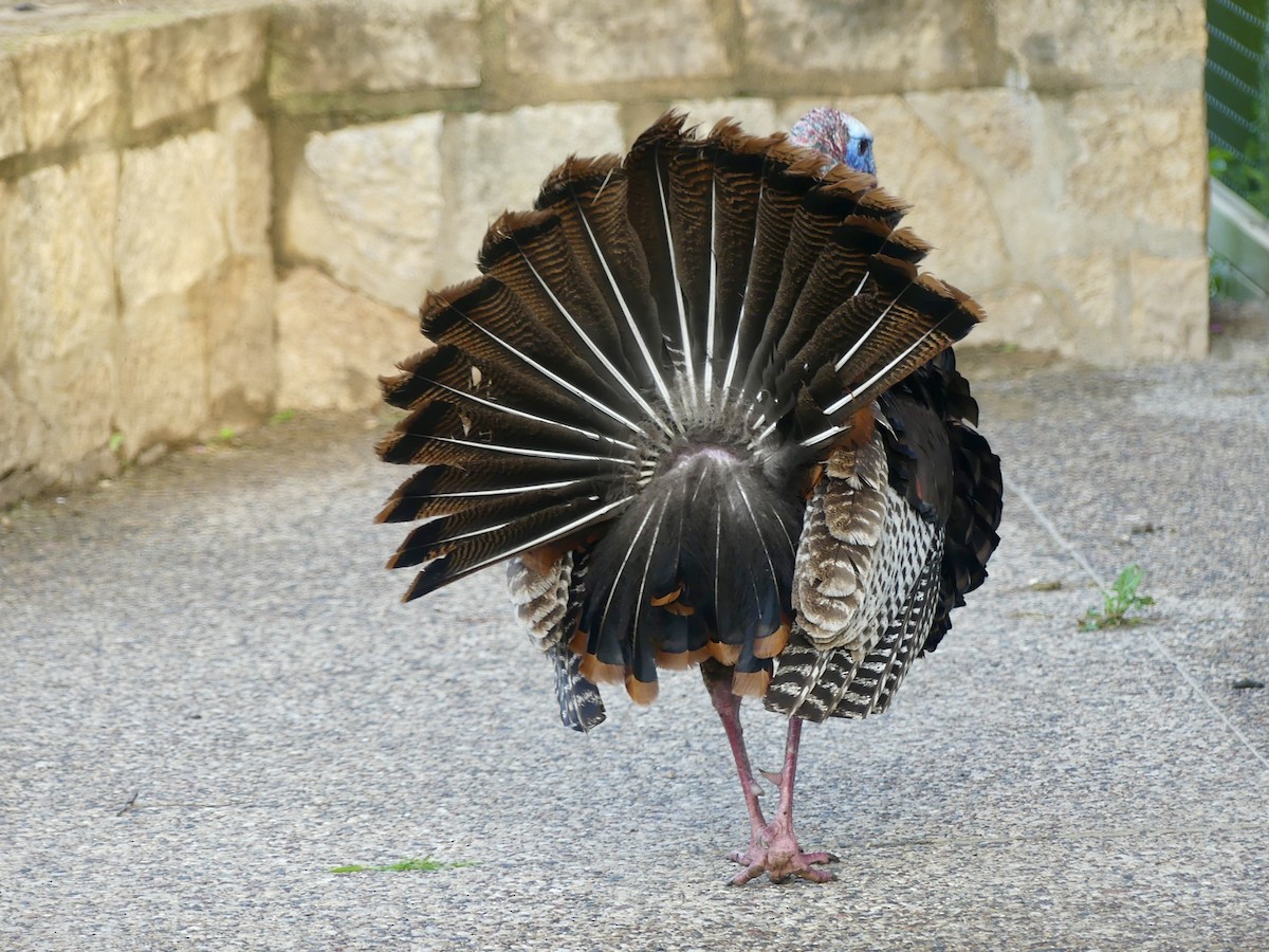 Wild Turkey - ML620380210