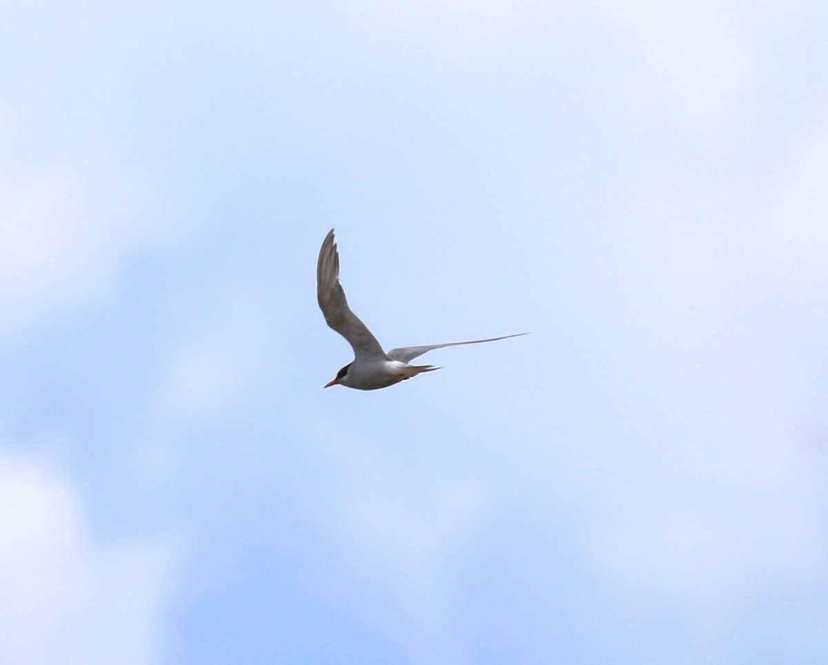 Black-fronted Tern - ML620380219