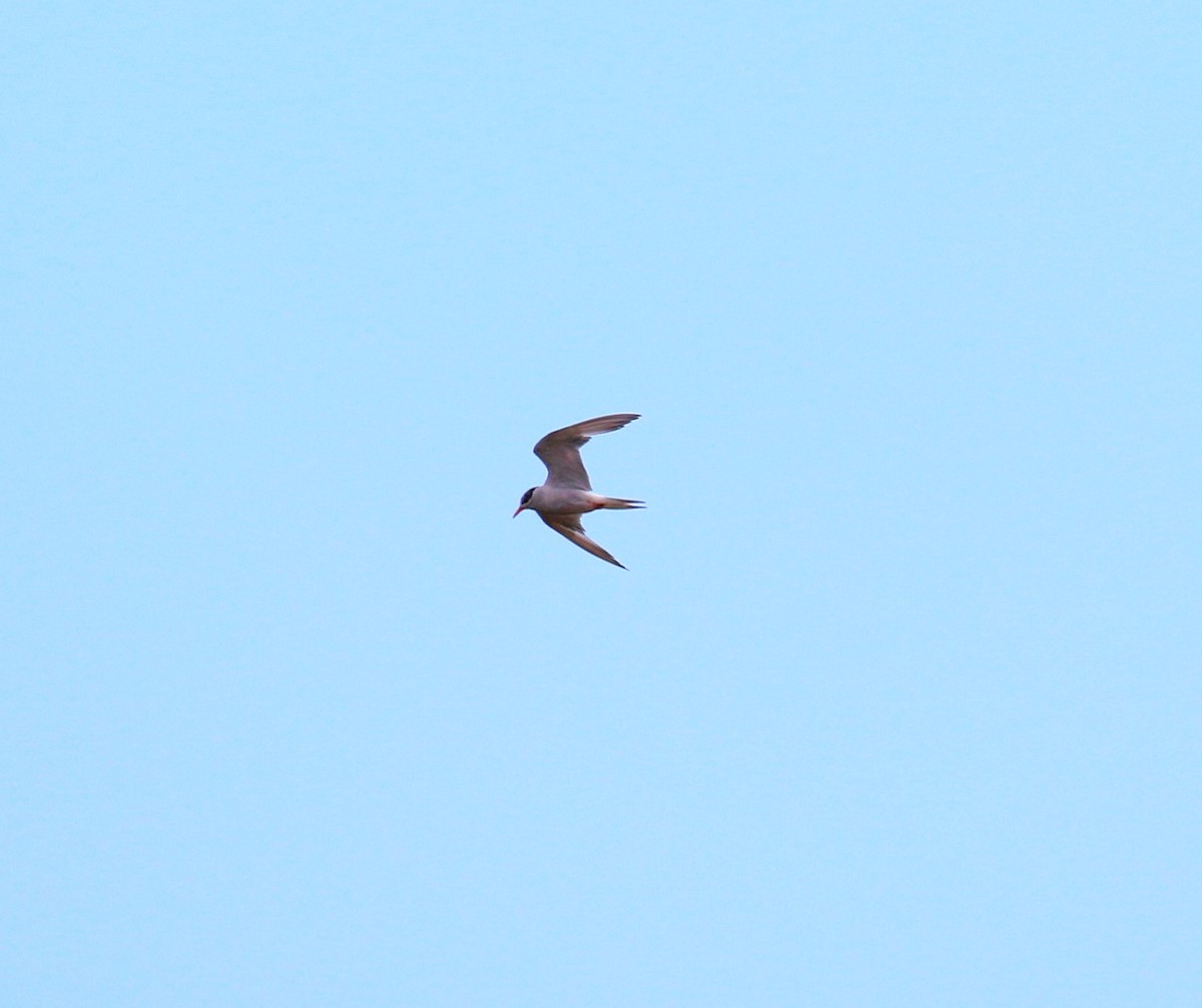 Black-fronted Tern - ML620380220