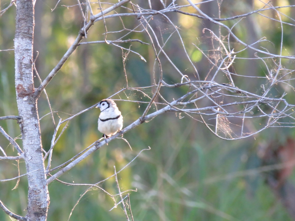 Double-barred Finch - ML620380239