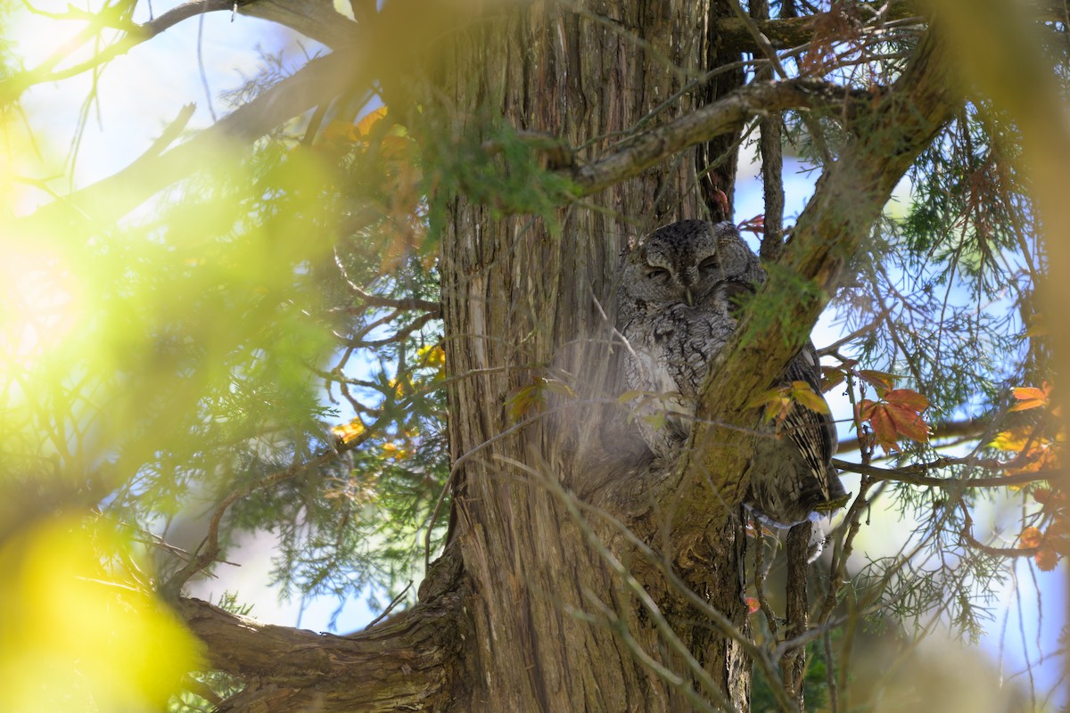 Eastern Screech-Owl - ML620380240