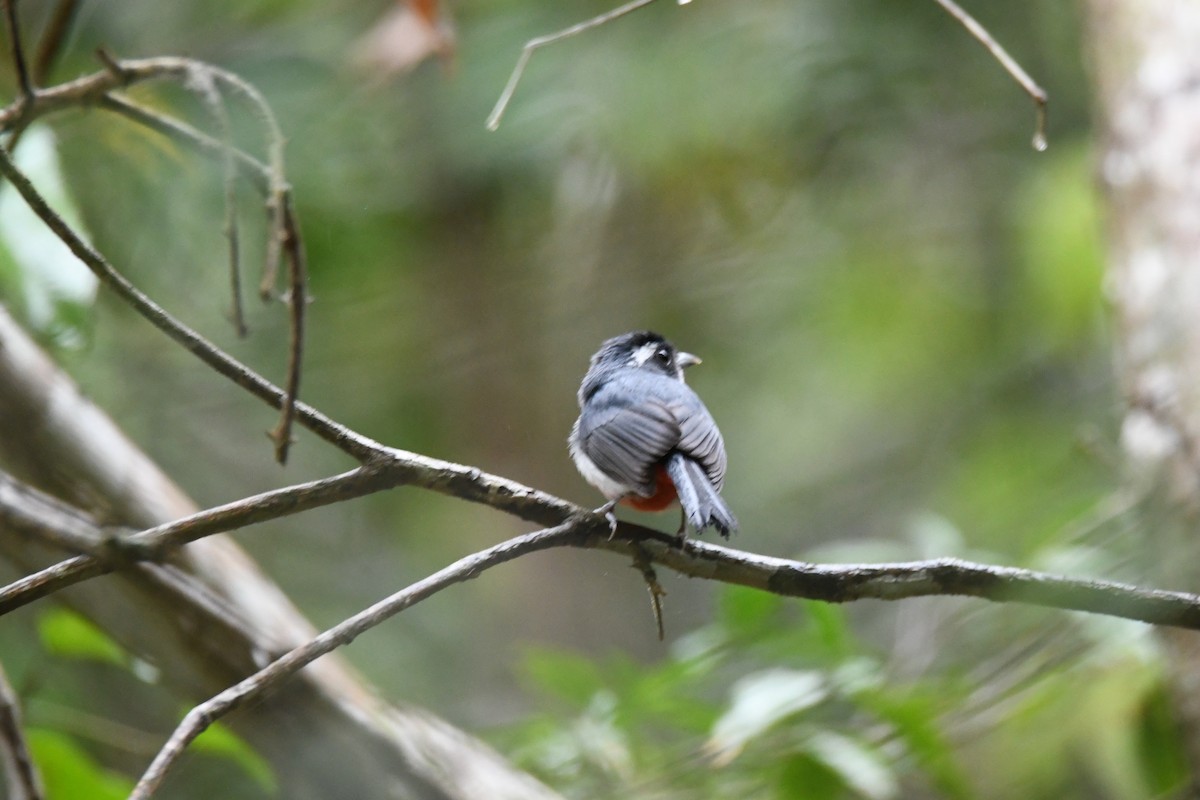 Gray-throated Chat - ML620380246