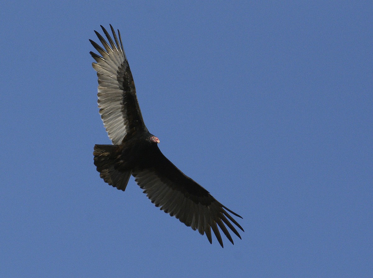 Turkey Vulture - ML620380257