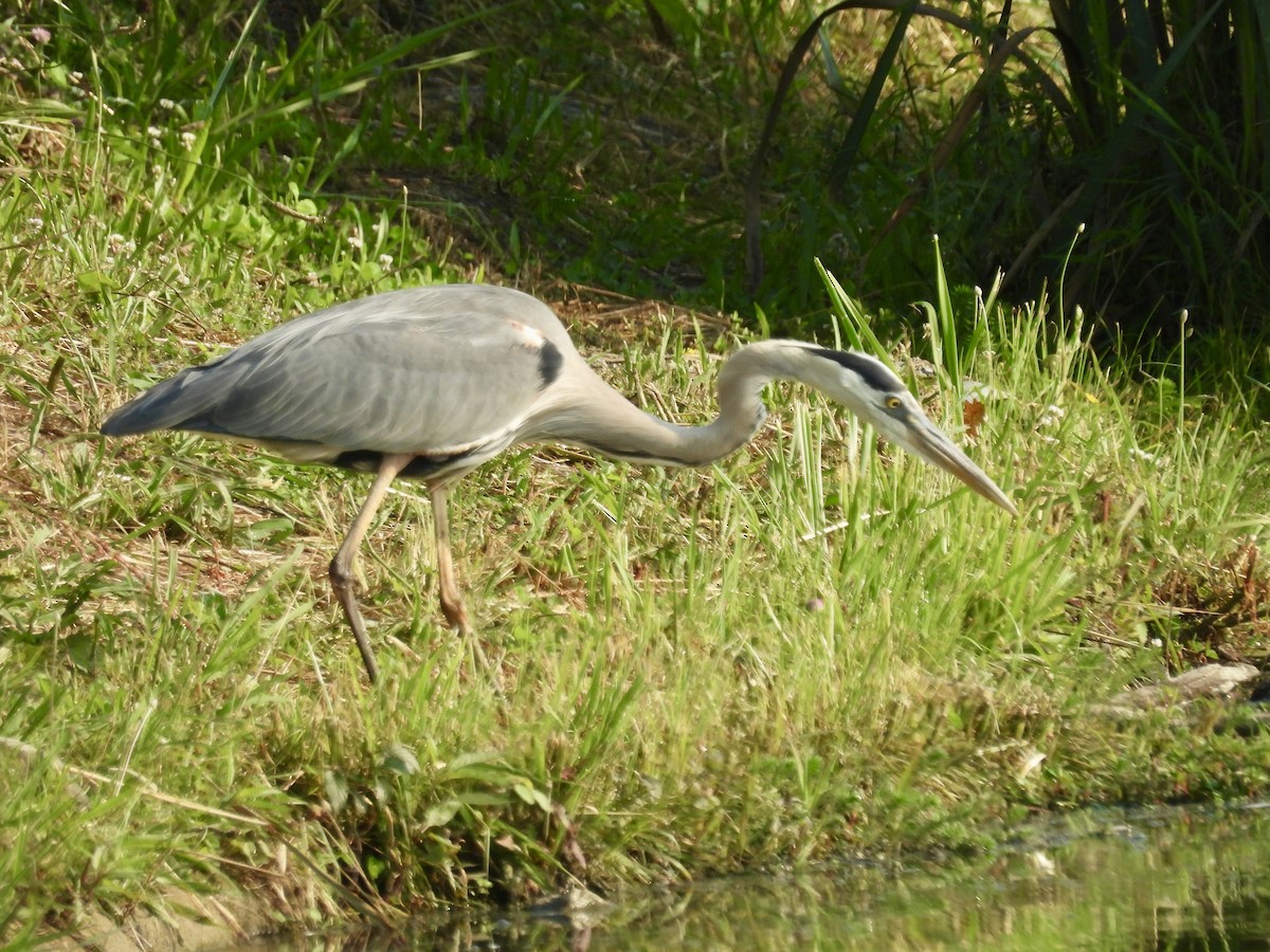 Great Blue Heron - ML620380258