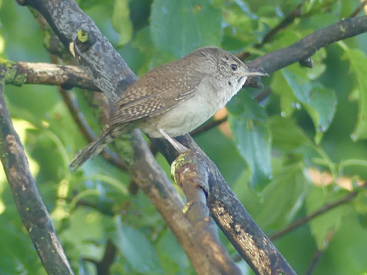 House Wren - Dennis Wolter