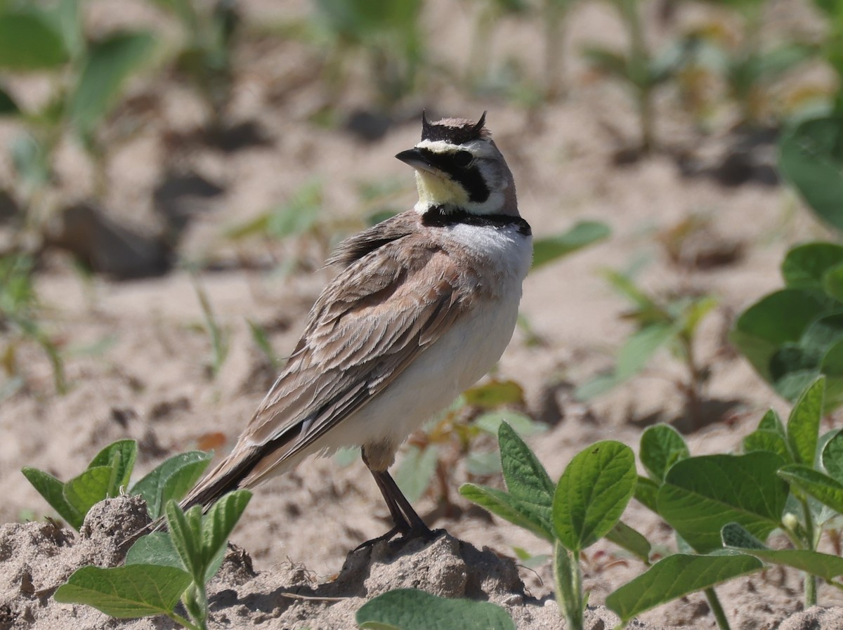 Horned Lark (Eastern dark Group) - ML620380275