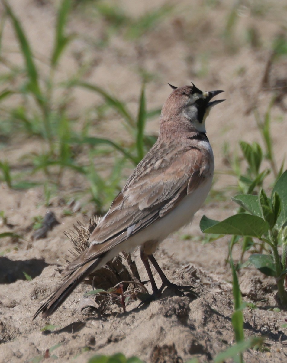 ハマヒバリ（alpestris グループ） - ML620380278