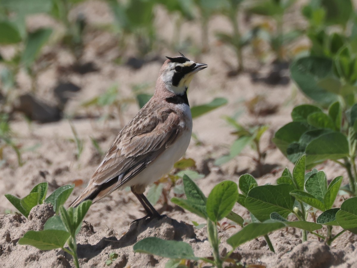 Horned Lark (Eastern dark Group) - ML620380279