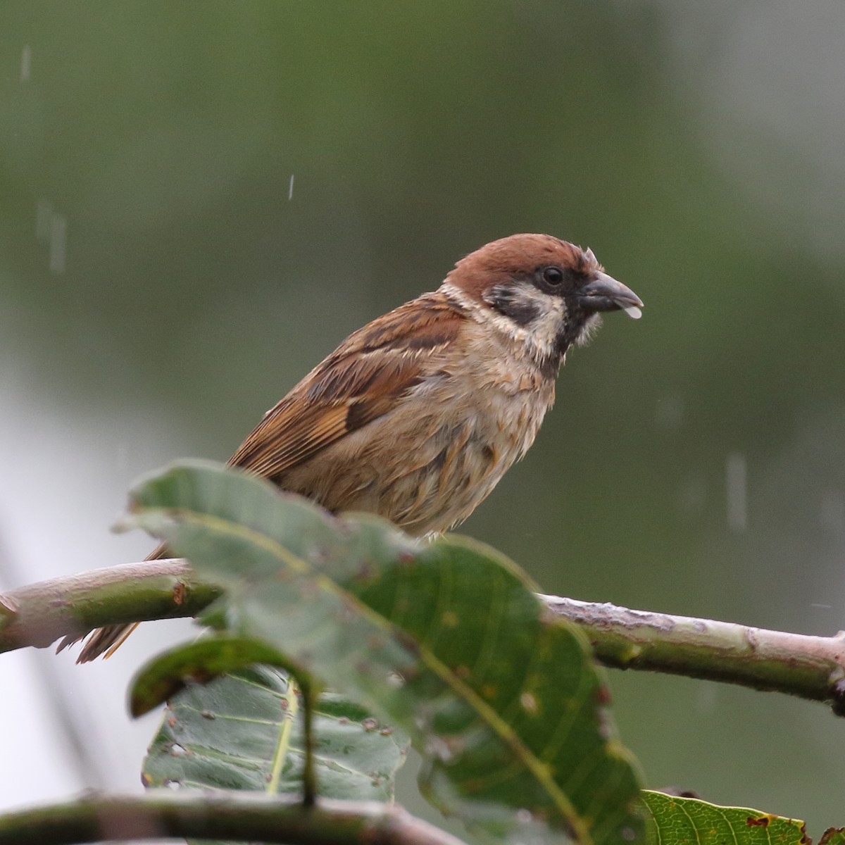 Eurasian Tree Sparrow - ML620380283