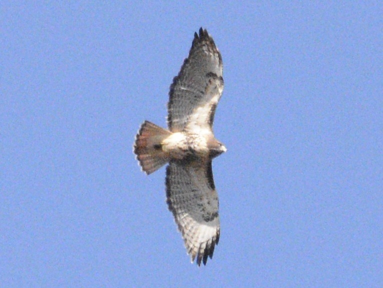 Red-tailed Hawk - ML620380294