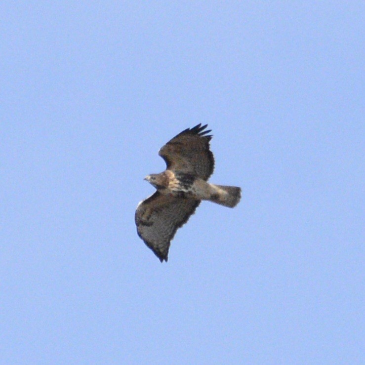 Red-tailed Hawk - ML620380295