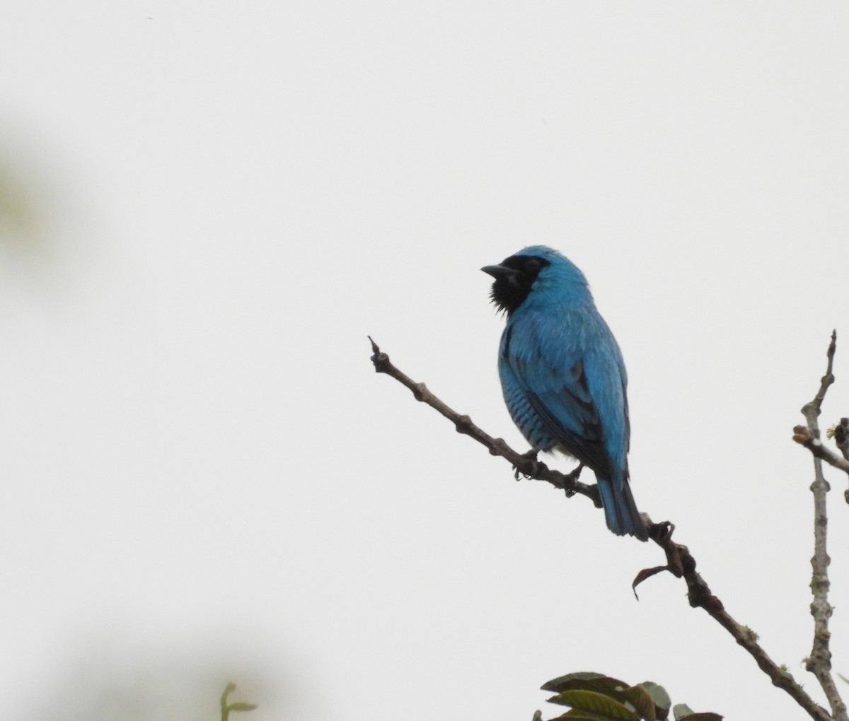 Swallow Tanager - ML620380296