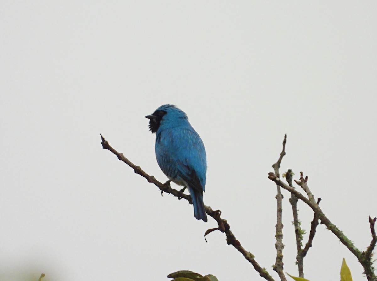 Swallow Tanager - ML620380297