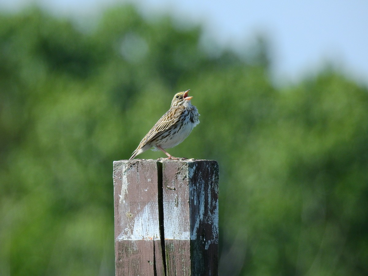 Savannah Sparrow - ML620380302