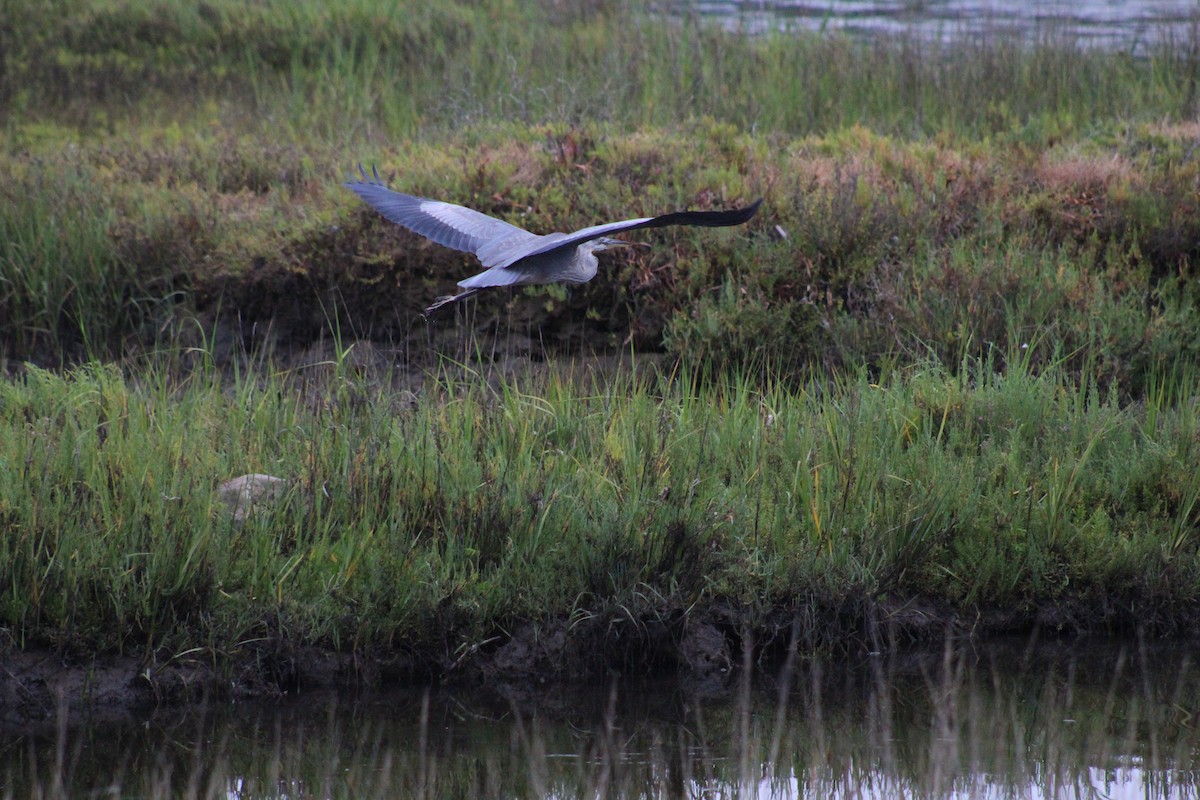 Great Blue Heron - ML620380305