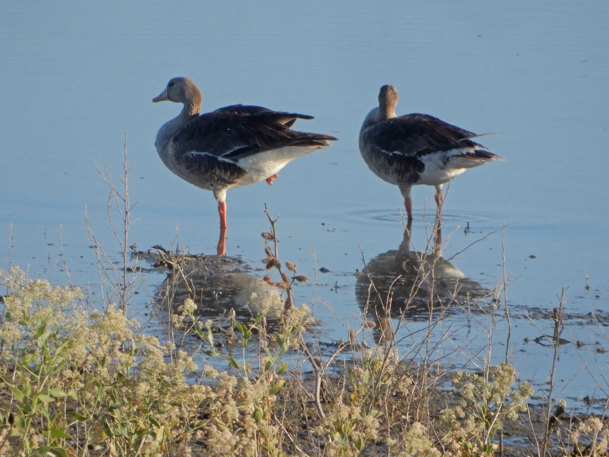 Greater White-fronted Goose - ML620380309