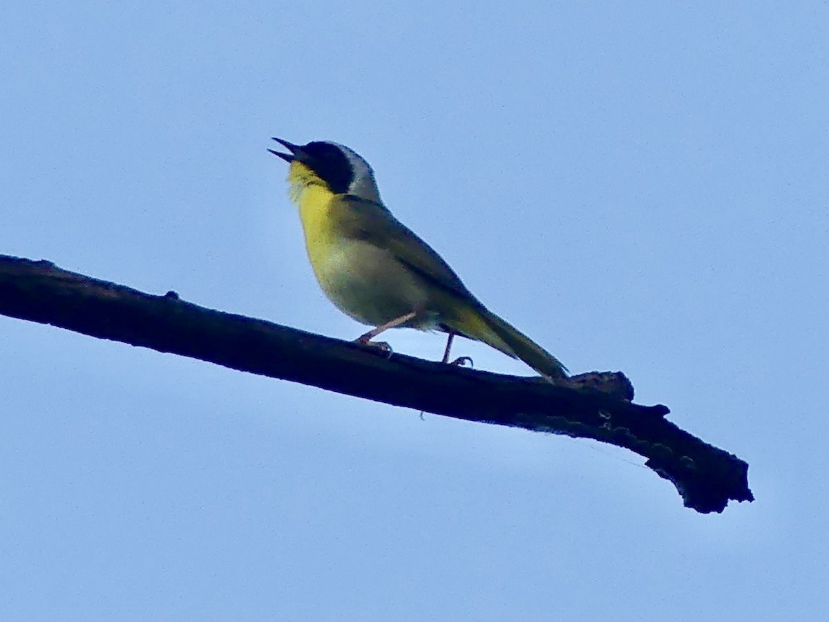 Common Yellowthroat - Dennis Wolter