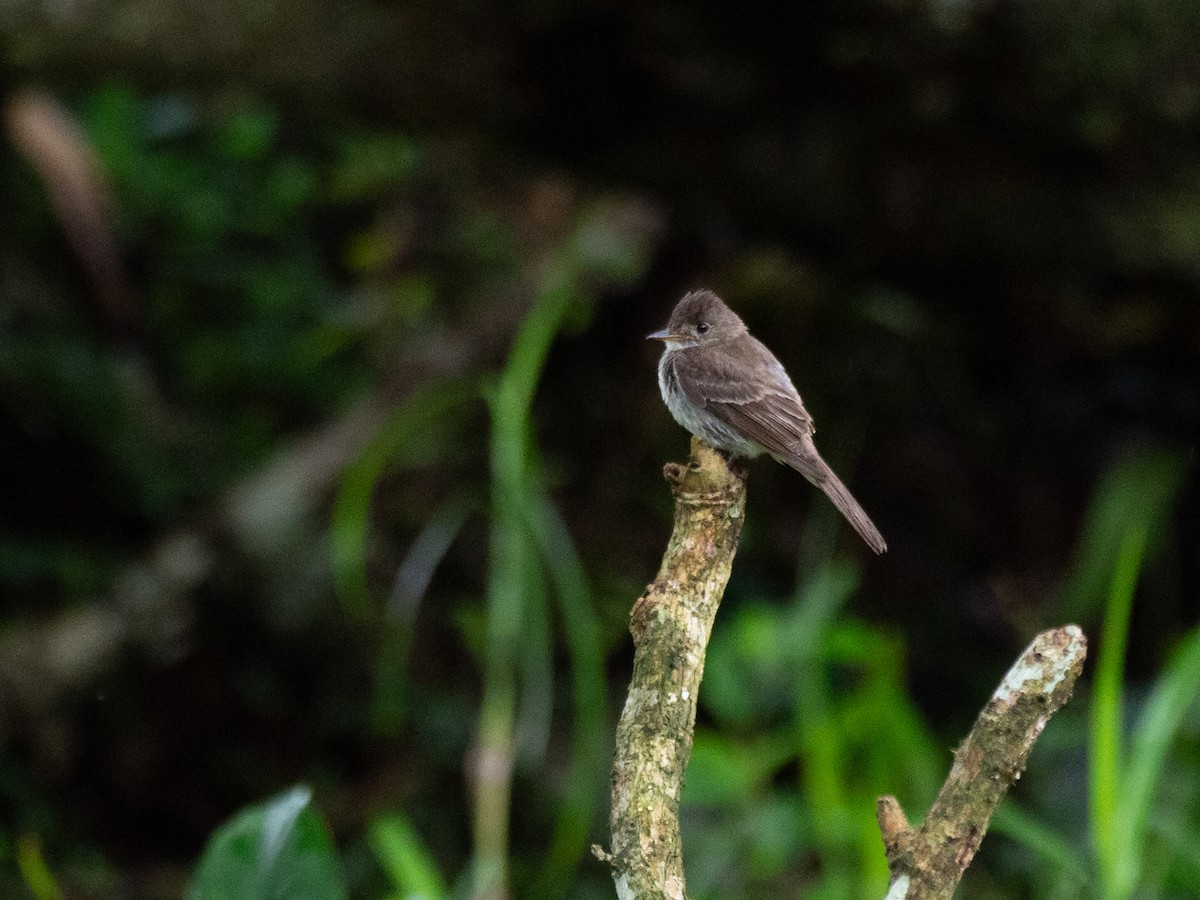 Northern Tropical Pewee - ML620380337