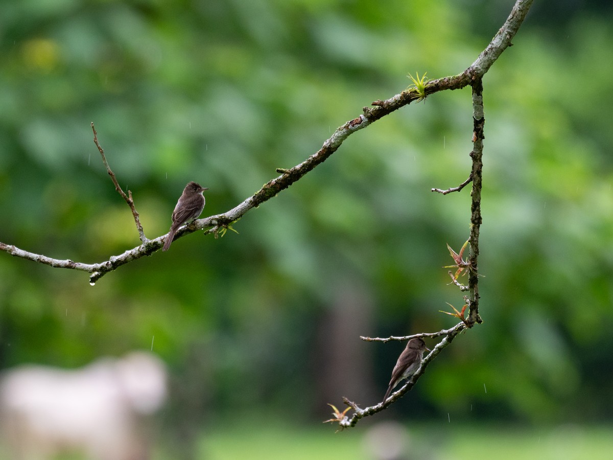 Northern Tropical Pewee - ML620380338