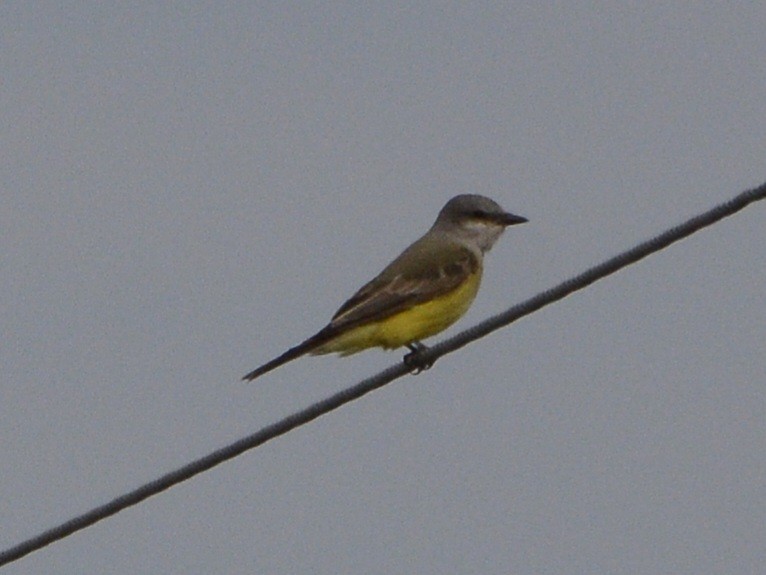 Western Kingbird - ML620380341