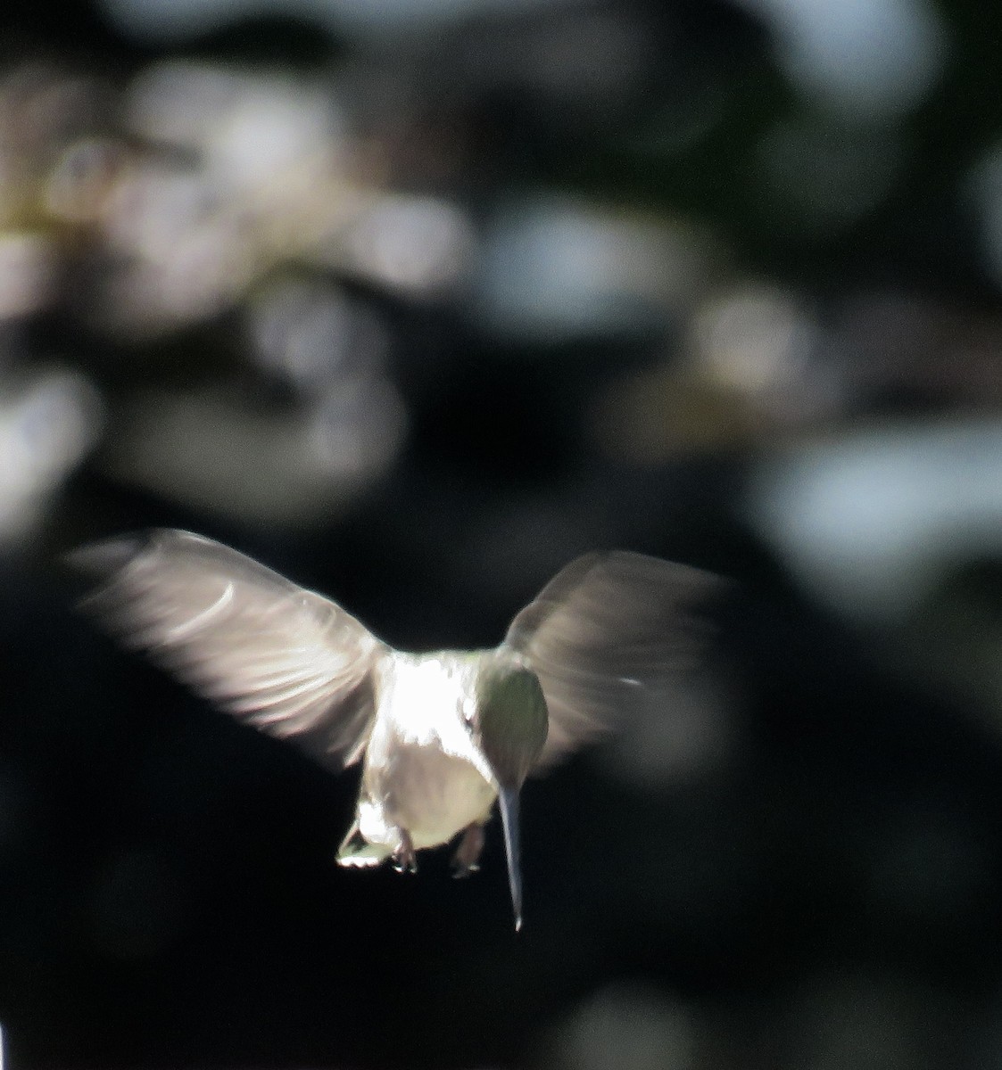 Ruby-throated Hummingbird - ML620380347