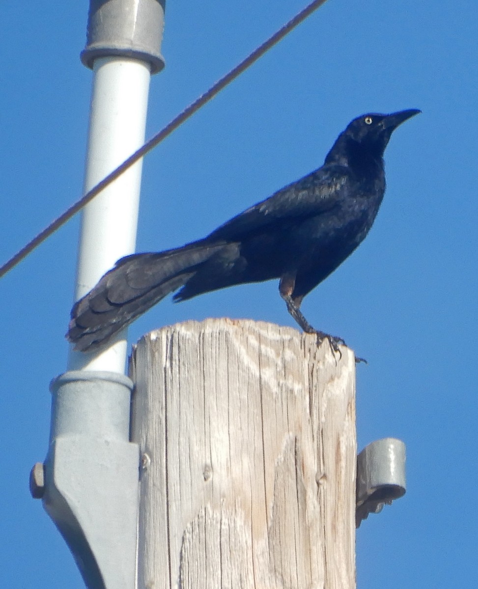 Great-tailed Grackle - ML620380350