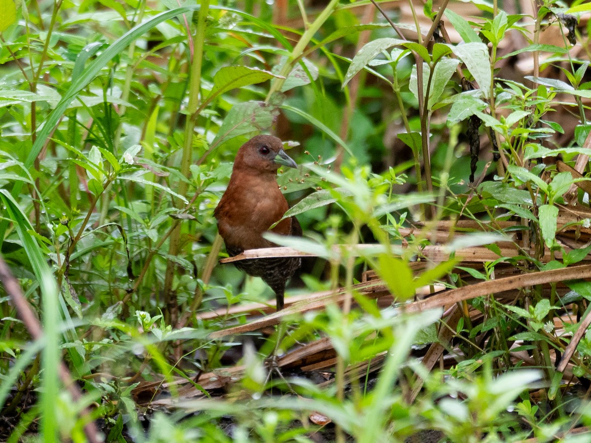 White-throated Crake - ML620380351