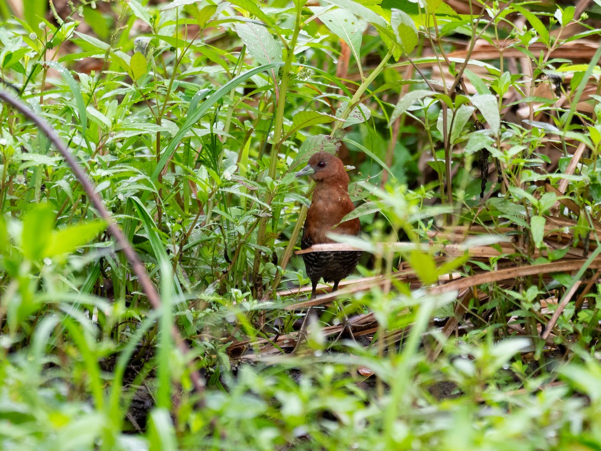 White-throated Crake - ML620380353