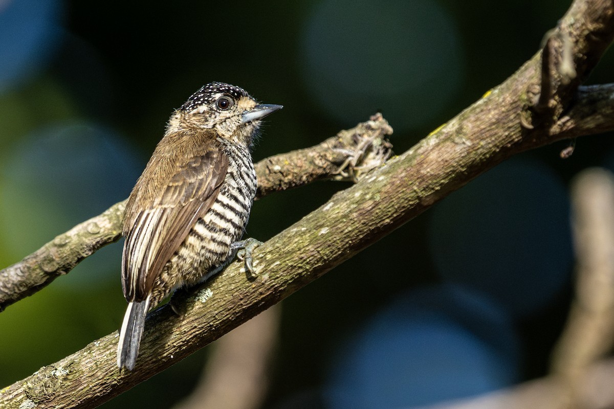 White-barred Piculet - ML620380363