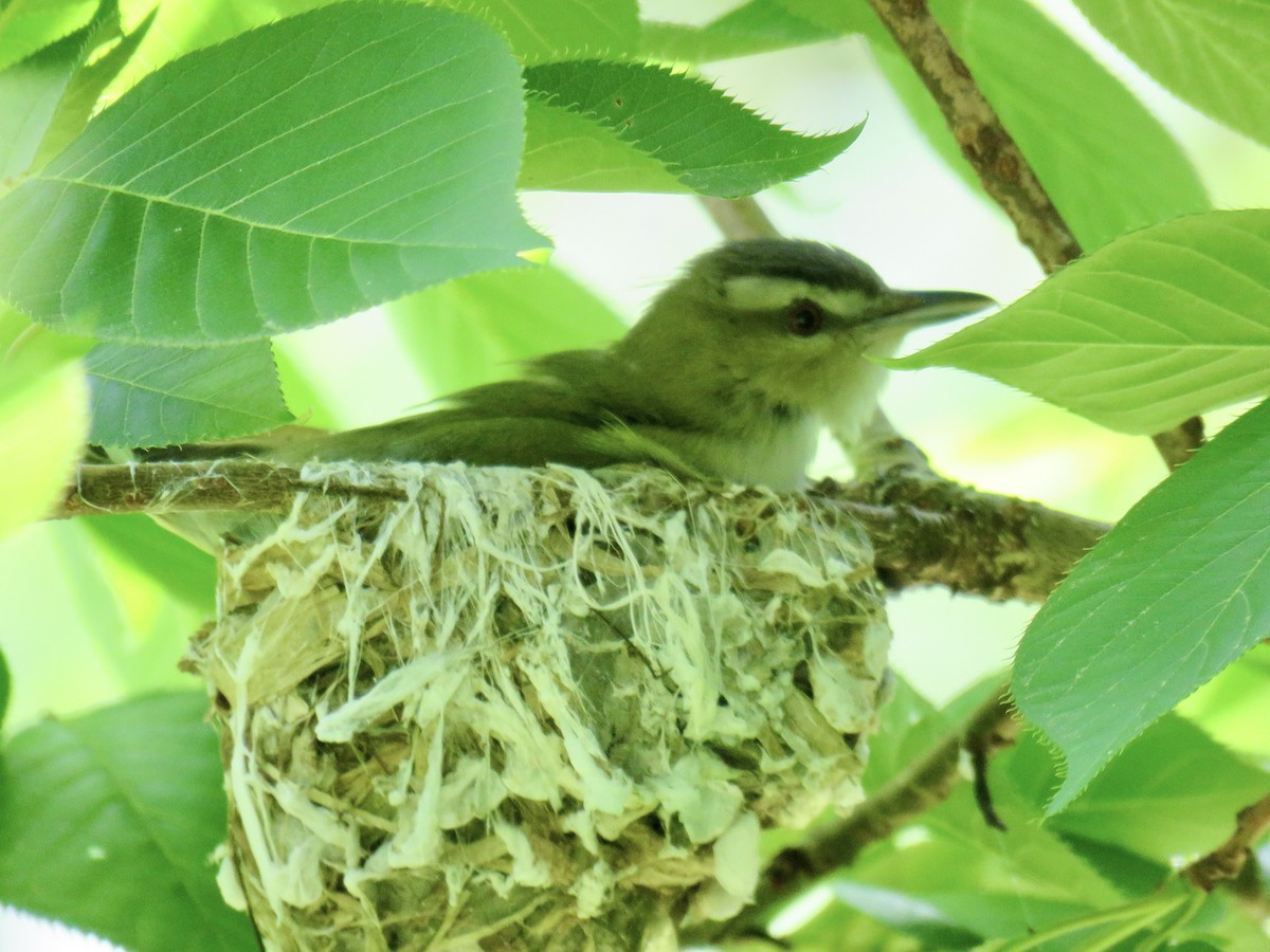 Kızıl Gözlü Vireo - ML620380366