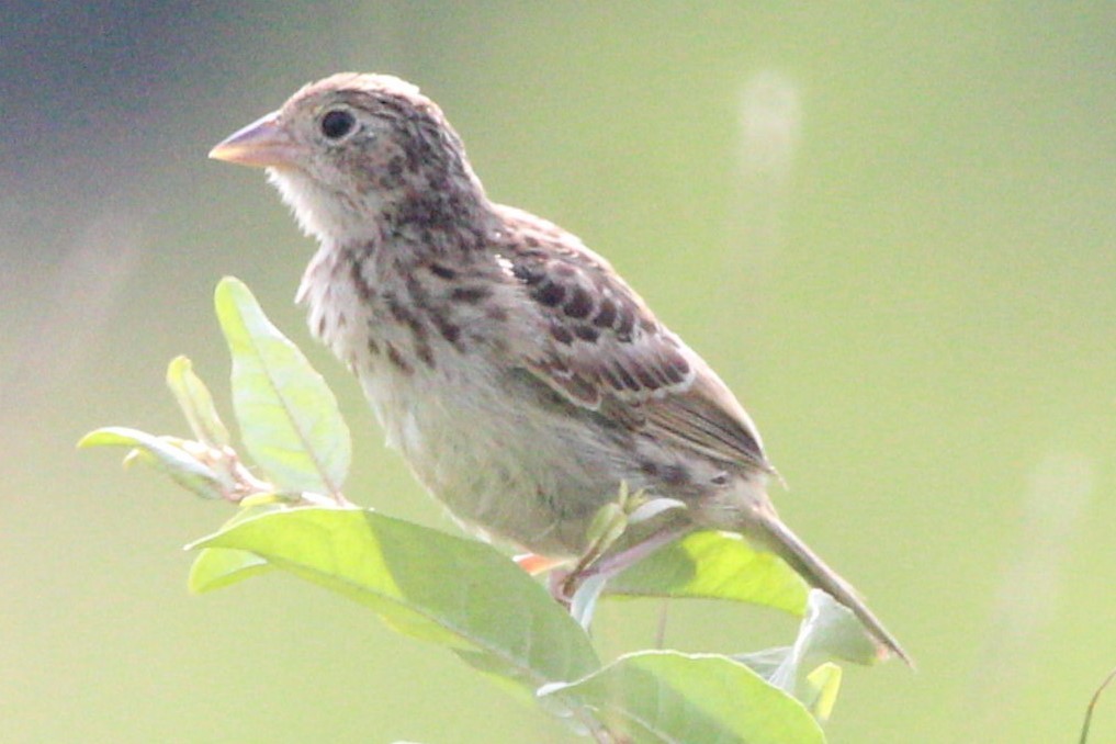 Grasshopper Sparrow - ML620380371