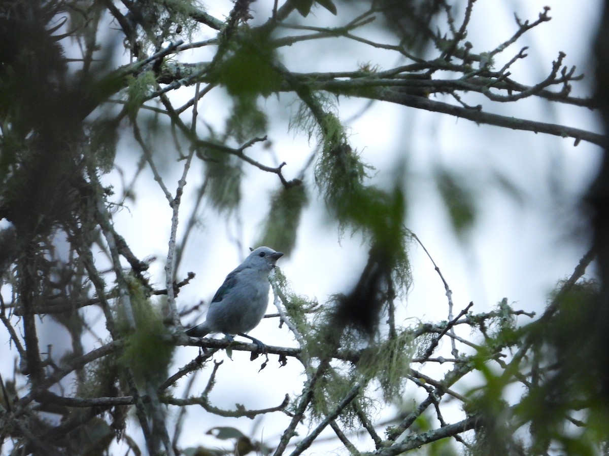 Blue-gray Tanager - ML620380379